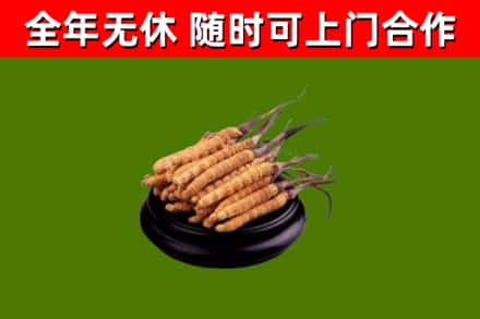 舟山回收冬虫夏草