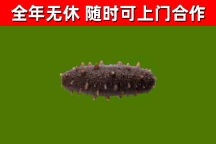 舟山回收海参干